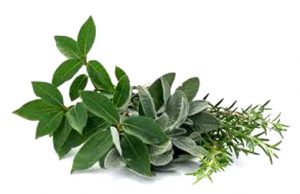 erbe aromatiche separatore di pagina menu